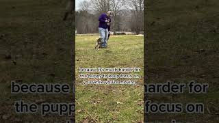 Focus heeling dog training [upl. by Bear853]