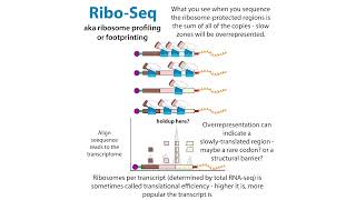 Ribosome profiling aka RiboSeq footprinting polysome profiling ribosome toeprinting etc [upl. by Ahtenek410]