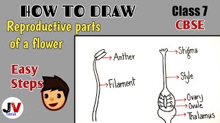 Sketch the reproductive parts of a flowersketch the reproductive parts of a flower class 7 [upl. by Noret]