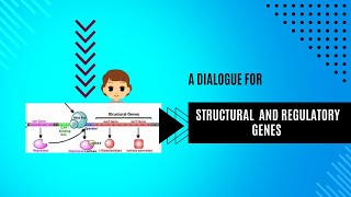 structural genes and regulatory genes class 12 NCERT [upl. by Clayson]