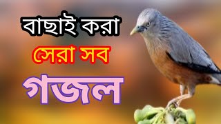 Bangla Gazal Ghazal 2023গজল Islamic Gazal 2023 Notun Gojol 2023 Gazal 2023bangla islamic gojol [upl. by Noillimaxam]