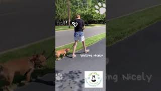 Puppy training loose leash walking with distractions leave it looseleashwalking puppytraining [upl. by Caldeira]