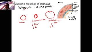 76 arterioles amp myogenic [upl. by Ahsener]