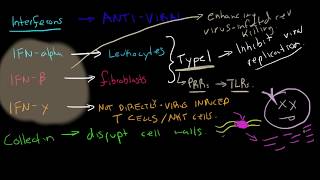 Immunology  Interferons [upl. by Grover]