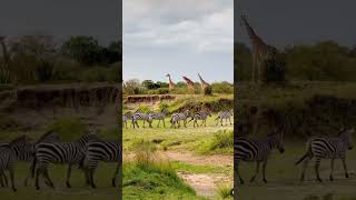 zebre et girafe savane wildlife animals zebre girafe [upl. by Dlopoel501]