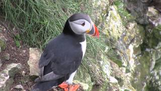 Puffin Bempton Cliffs [upl. by Haland29]