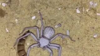 Adult Female Sicarius Terrosus  Six Eyed Sand Spider  Feeding [upl. by Jaynell]