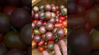 I love spending time at my garden shorts harvesting harvest growfood asmr countrylife [upl. by Saiff656]