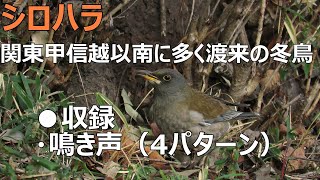 シロハラの鳴き声。（シロハラ ◆学名 Turdus pallidus [upl. by Colette]