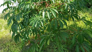 Cassava useful and poisonous [upl. by Drona]