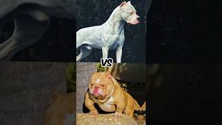 Tibetan Mastiff vs American Bulldog vs Dogo Argentino vs Rottweiler vs Alabai vs kangal [upl. by Whang]