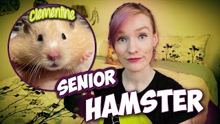 Our Senior Hamster  Clementines Intake Story  Munchies Place [upl. by Leandro]