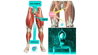 PECTINEUS GRACILIS ADDUCTOR LONGUS SARTORIUS functions stretching STRENGTHENING  FITANDYOU [upl. by Keli430]