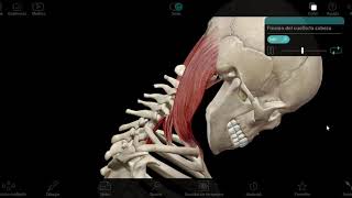 Músculo Esternocleidomastoideo Anatomía  ECM Aprender ORIGEN INSERCIÓN ACCION Y Más [upl. by Akoek]