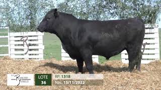 Lote 36 Toros angus [upl. by Adirf]