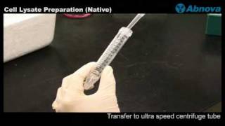 Cell Lysate Preparation Native [upl. by Shere]