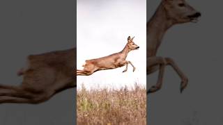 Lions Failed Ambush Deer Escapes with Epic Road Jump [upl. by Enalb859]