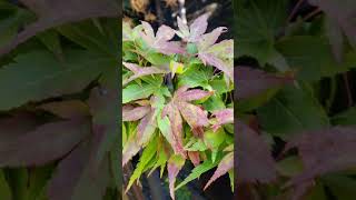 10 14 2018 Mikawa Yatsubusa Japanese Maple [upl. by Nirrek]