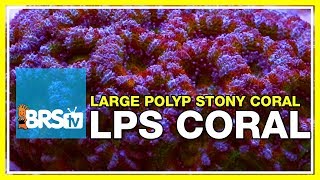 Week 36 LPS coral selection care amp placement  52 Weeks of Reefing [upl. by Dominick366]