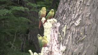 Austral Parakeets [upl. by Ellehcem309]