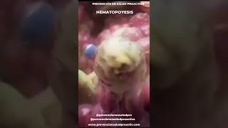 🤔 Sabes cuantos tipos de sangre hay Cuál es la “sangre de oro” Y cuál es la sangre más comun Averiagualo en este video 🍏 Comenta cuantos datos sabias y siguenos para seguir aprendiendo 🧪 quimica [upl. by Frolick]