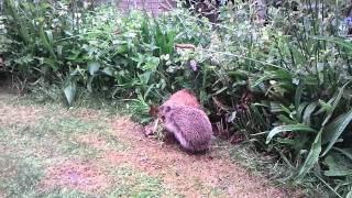 Hedgehog builds a nest in my garden [upl. by Ollecram]