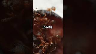 Ants Don’t Breath With Lungs 🐜 fact nature shortfeed [upl. by Coleman]