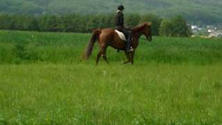 Tennessee Walking Horse Stute [upl. by Ahsrat]