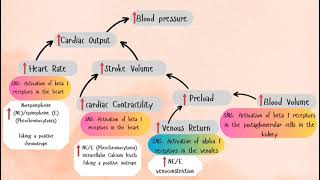 Blood pressure determinants [upl. by Kalvn799]