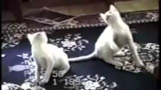 videos graciosos de gatos estupidos [upl. by Amelie]