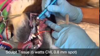 Oral Epulis  Veterinary Laser [upl. by Rory630]