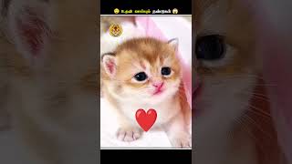 இந்த மாதிரியான நண்டுகளை பாத்தா உடனே Panic ஆகிடாதிங்க  Crab Eats Deadskins  Animal Voiceover Tamil [upl. by Nolyd]