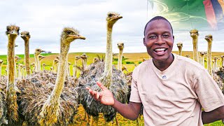 Inside a LUCRATIVE Ostrich Farm in Zambia [upl. by Naneik]