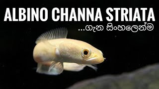 Albino Channa striata Murrel Snakehead basic information and care in Sinhala [upl. by Aihsei]