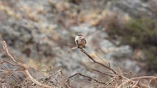 Ochetorhynchus ruficaudus  Bandurrita Pico Recto  Straightbilled Earthcreeper [upl. by Ailecec963]