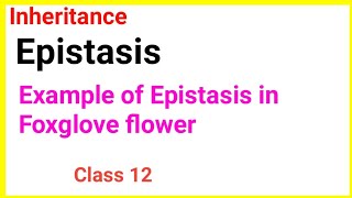 Dominant epistasisExample of Dominant epistasisFoxglove flower epistasis foxglove [upl. by Chance]