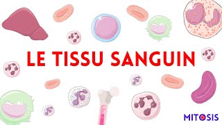 Le tissu sanguin plasma érythrocyte lymphocyte granulocytes [upl. by Eradis]