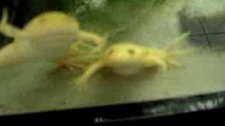 My African clawed frogs [upl. by Anileba531]