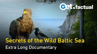 Wildlife and Nature of the Baltic Sea  Extra Long Documentary [upl. by Cariotta799]