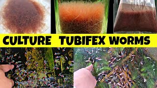 HOW TO CULTURE TUBIFEX WORMS  TUBIFEX WORMS BREDING  TUBIFEX WORM FOOD  TUBIFEX WORM FOR BETTA [upl. by Viridis]