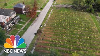 This Tree Farm Is Bringing Life Back To Detroit’s East Side  NBC Nightly News [upl. by Kauffmann233]