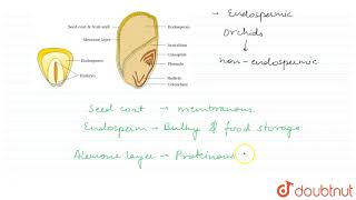 STRUCTURE OF A MONOCOTYLEDONOUS SEED [upl. by Kimmel]