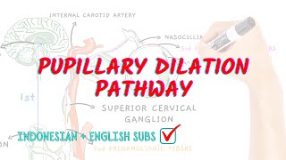 Pupillary dilation pathway  Neuroaholics [upl. by Perren103]