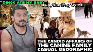 The Candid Affairs of the Canine Family by casual geographic reaction [upl. by Jerome479]