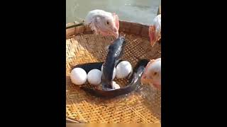 Best Fish Trap Video In River Flowing Water  Hen Head Trapping System [upl. by Ardnasxela]