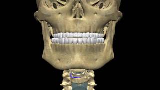 Mandible and hyoid bone  Head amp Neck [upl. by Lancey]