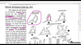 Life Cycle of Morchella [upl. by Hodosh]