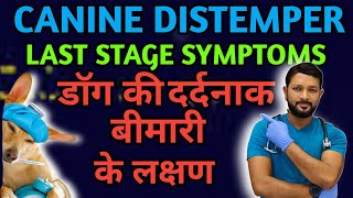 Canine Distemper Last Stage Neurological Symptoms  Treatment  Signs  Ke Lakshan ka Ilaj In Hindi [upl. by Judah978]