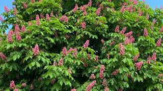 Fiori di Bach  Red Chesnut  Ippocastano Rosso Aesculus Carnea L [upl. by Berrie]