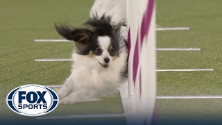 Lark the Papillon wins 8quot title at 2022 Masters Agility Championship  Westminster Kennel Club [upl. by Akerley]